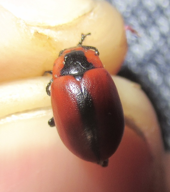 Entomoscelis dorsalis - hérics-honvédbogár