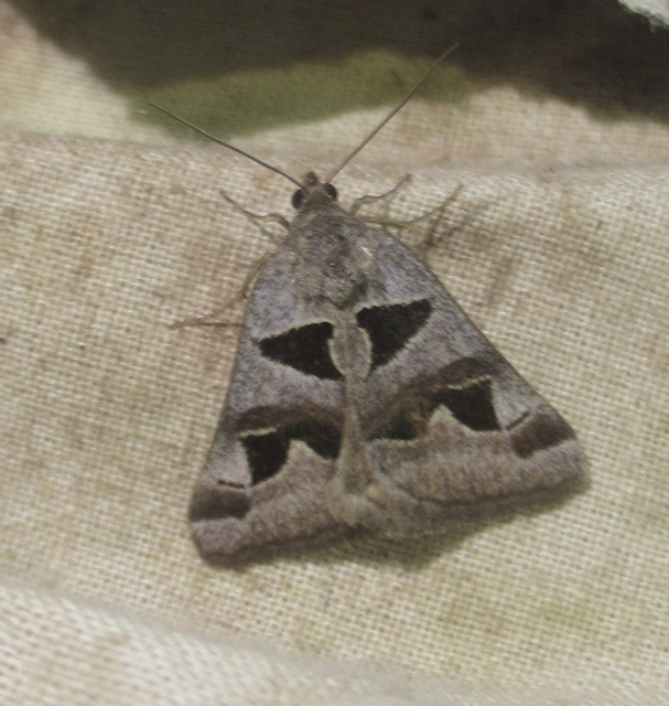 Gonospileia triquetra - kakukkfű-nappalibagoly