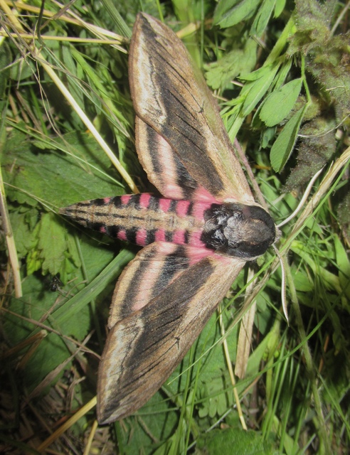 Sphinx ligustri - fagyalszender