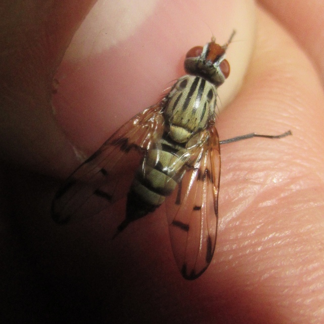 Otites formosa