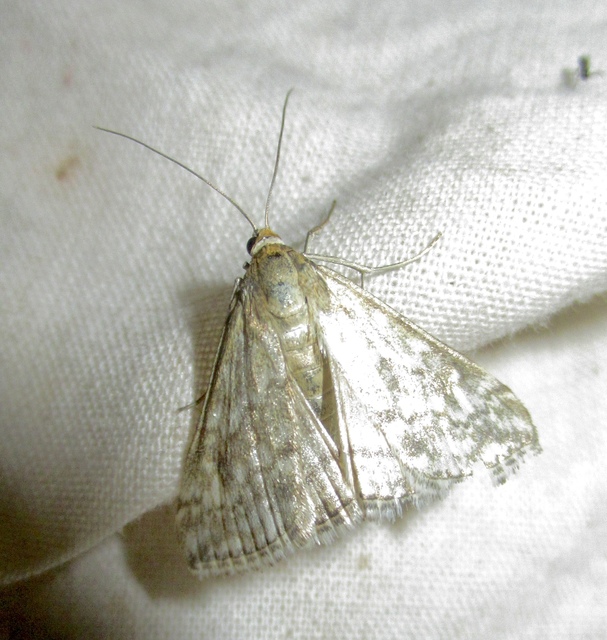 Evergestis frumentalis - tavaszi dudvamoly