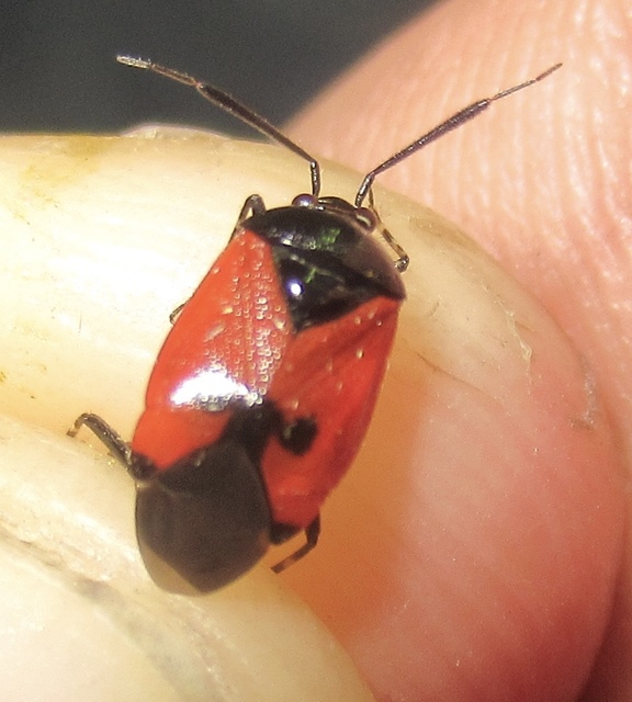 Deraeocoris rutilus - cinóber mezeipoloska
