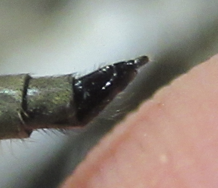 Machimus
