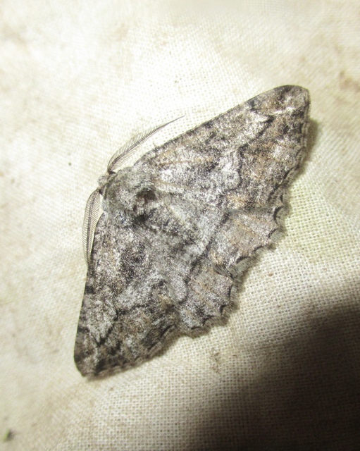 Synopsia sociaria - ürömaraszoló