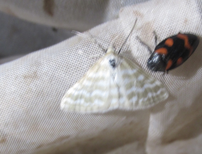 Idaea sericeata - selymes sávosaraszoló