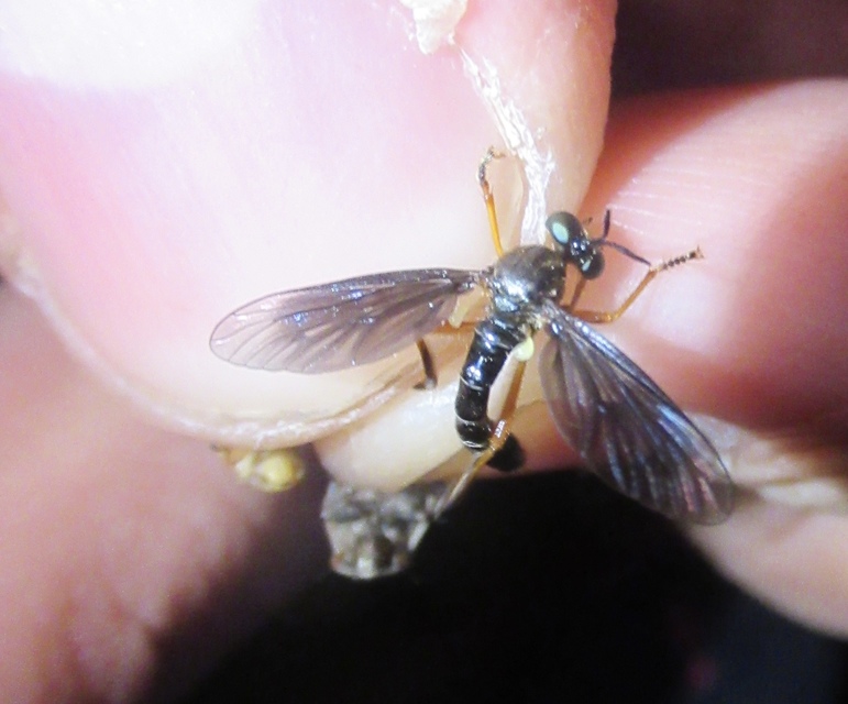 Dioctria flavipennis