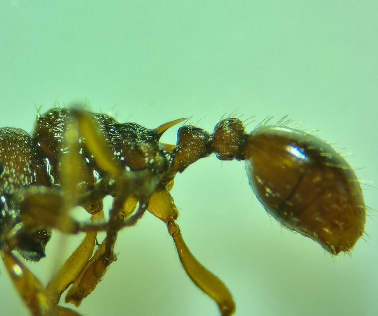 Myrmica specioides - pusztai bütyköshangya