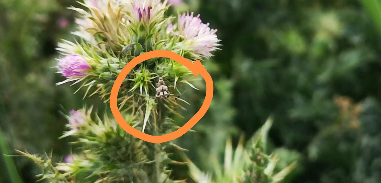 Choreutidae - levélmolyfélék