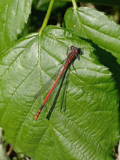 Pyrrhosoma nymphula interposita - vörös légivadász