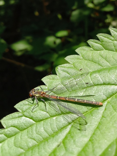 Pyrrhosoma nymphula interposita - vörös légivadász