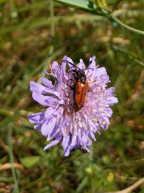 Vadonia unipunctata - kétpettyes virágcincér
