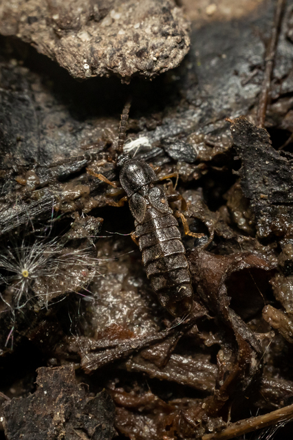 Phosphaenus hemipterus - törpe szentjánosbogár