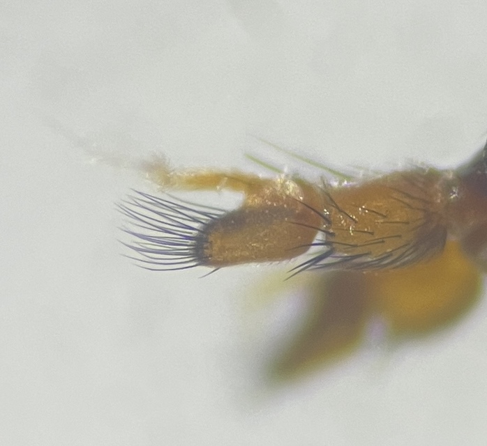 Coremacera catenata