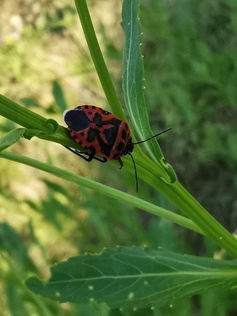 Eurydema