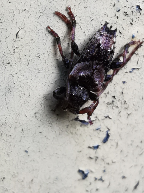 Pogonocherus hispidus - kéttövises ecsetcincér