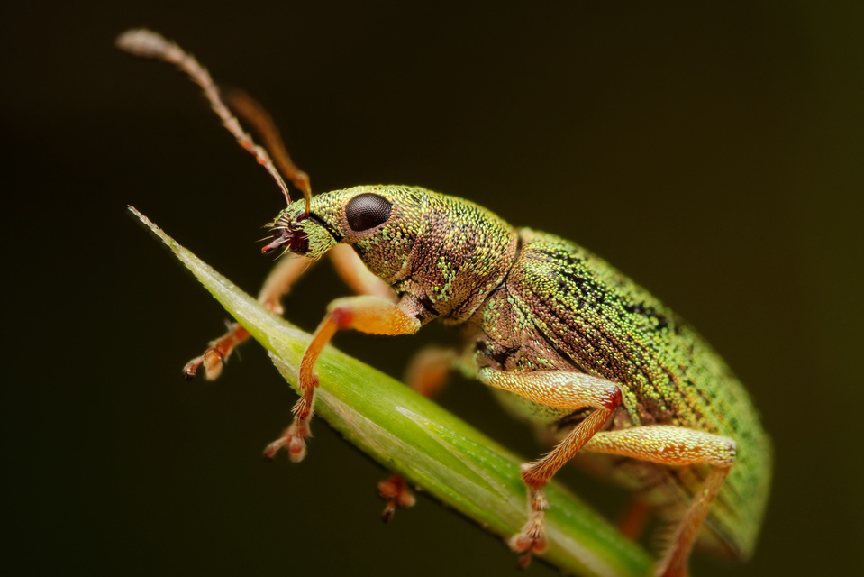 Polydrusus formosus - selymes lombormányos