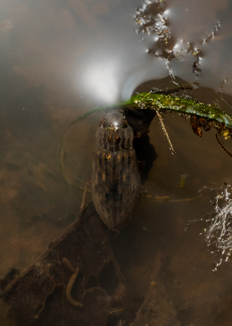 Helophorus