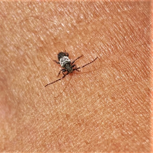 Pogonocherus hispidulus - négytövises ecsetcincér