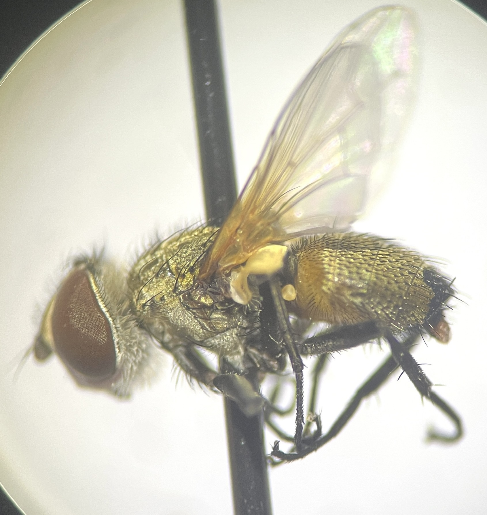 Clytiomya sola