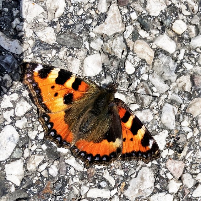 Nymphalis urticae - kis rókalepke