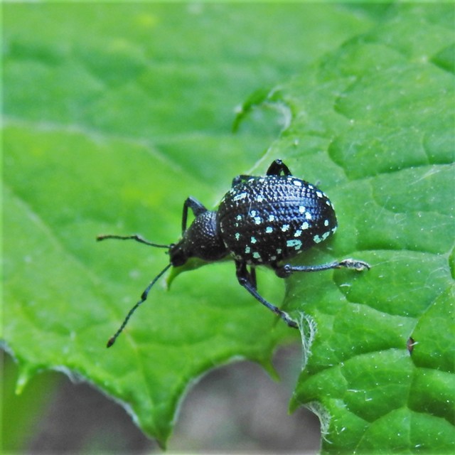 Otiorhynchus gemmatus - ékköves gyalogormányos