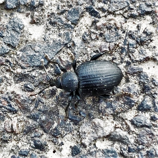 Otiorhynchus catenulatus - gyászos gyalogormányos