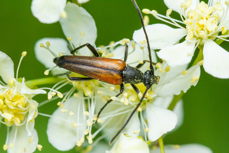 Stenurella melanura - feketevégű karcsúcincér