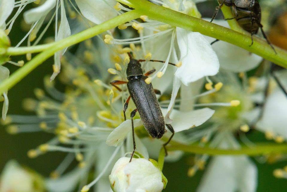 Grammoptera ruficornis - gyűrűscsápú galagonyacincér Grammoptera ruficornis - gyűrűscsápú galagonyacincér