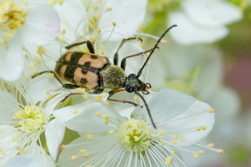 Pachytodes erraticus - rajzos virágcincér
