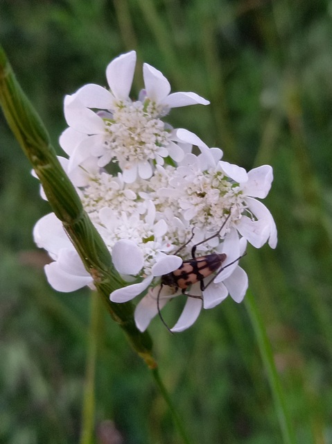 Pachytodes erraticus - rajzos virágcincér
