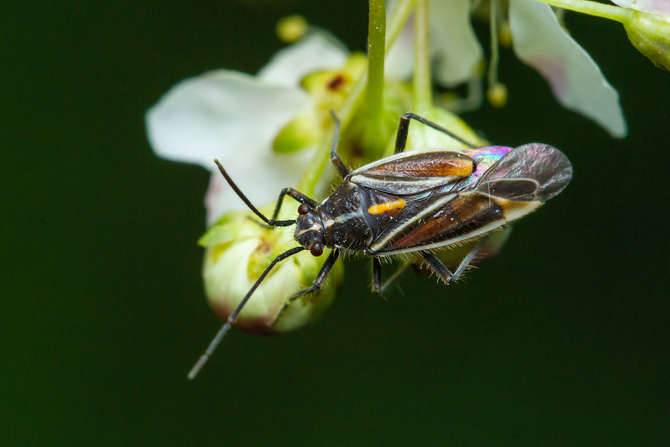 Horistus orientalis