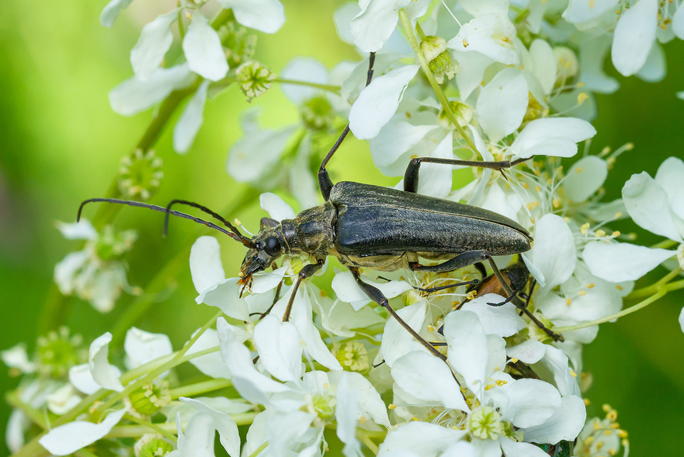 Stenocorus quercus - tölgy-gyökércincér