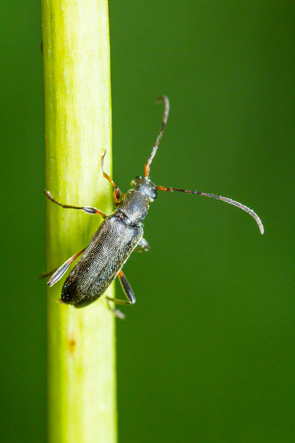Grammoptera ruficornis - gyűrűscsápú galagonyacincér Grammoptera ruficornis - gyűrűscsápú galagonyacincér