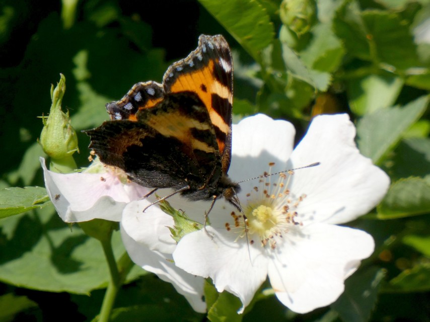 Nymphalis urticae - kis rókalepke