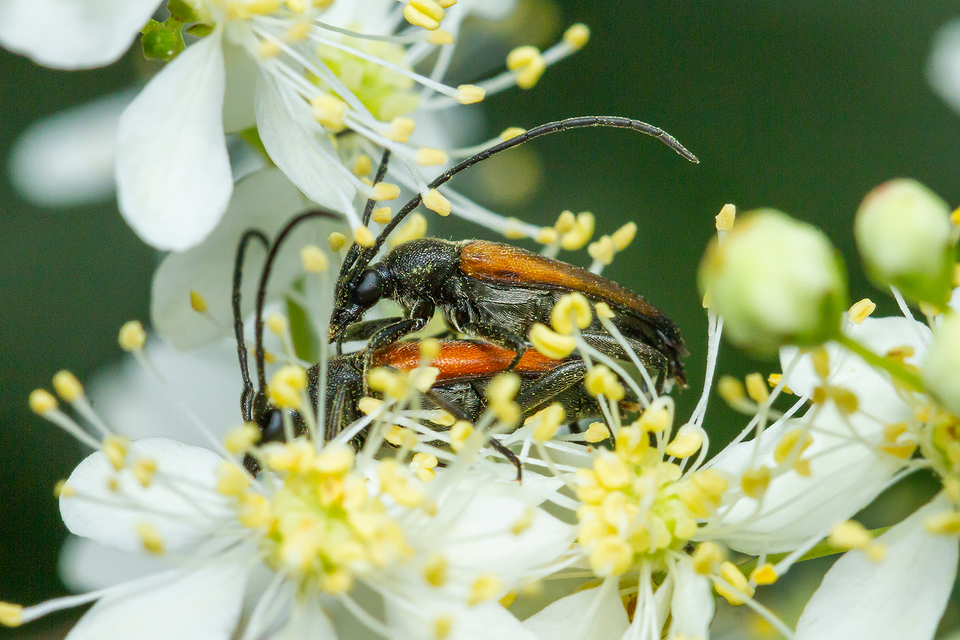 Stictoleptura fulva - vörhenyes virágcincér