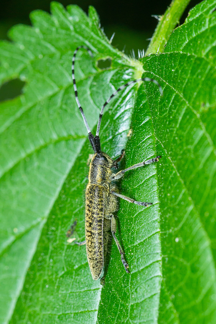 Agapanthia villosoviridescens - fehérgyűrűs bogáncscincér