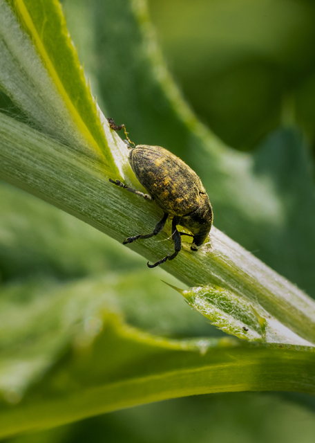 Larinus turbinatus - kúposorrú púderbarkó