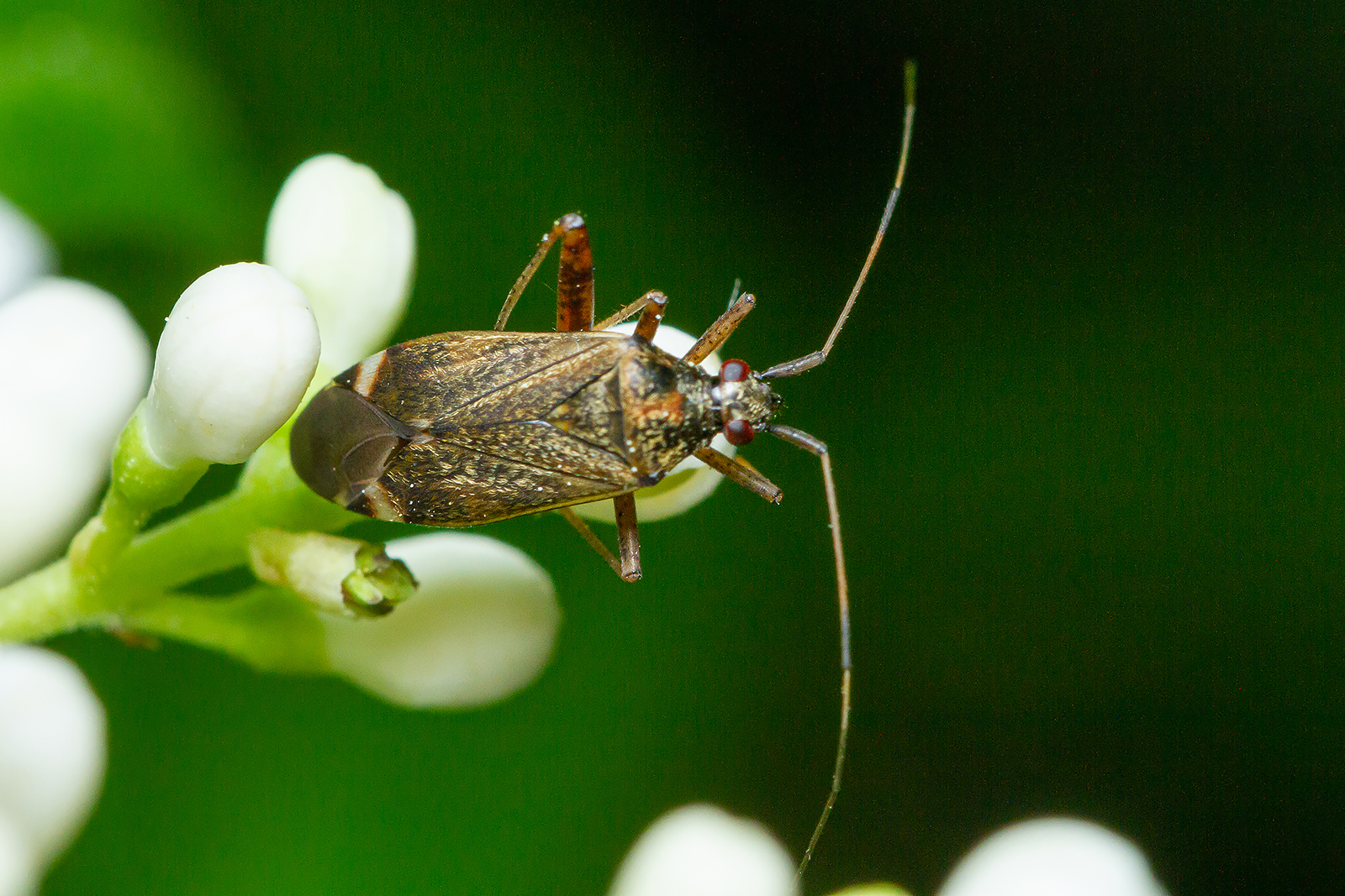 Closterotomus fulvomaculatus - komlópoloska
