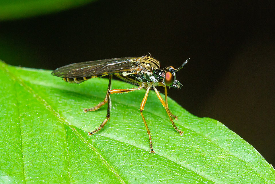 Dioctria linearis - karcsú héjalégy