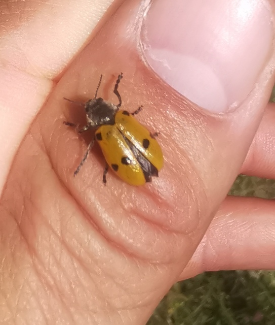 Lachnaia sexpunctata - szőrösnyakú zsákhordóbogár
