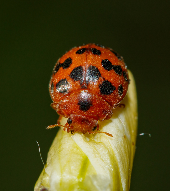 Subcoccinella vigintiquatuorpunctata - lucernaböde