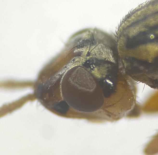 Dorycera graminum