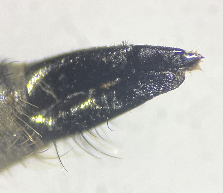 Didysmachus picipes
