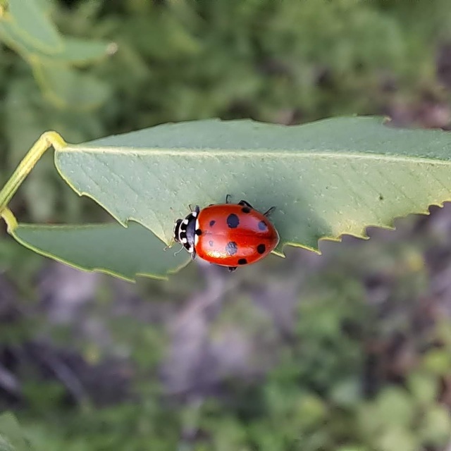 Hippodamia variegata - tizenhárompettyes katica