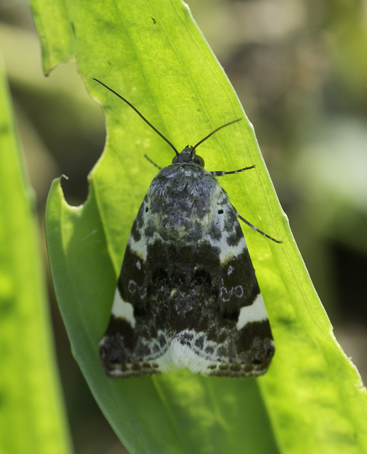 Acontia lucida - fehér nappalibagoly