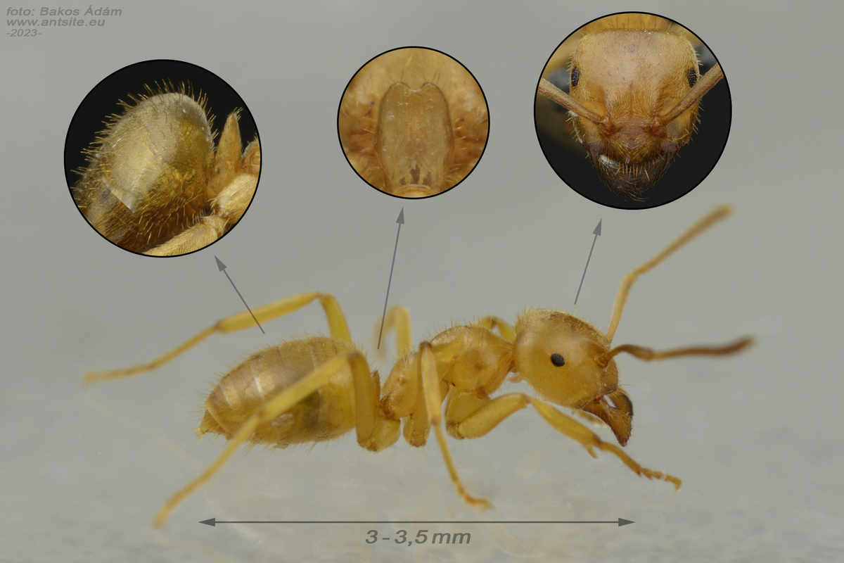 Lasius meridionalis - homoki borostyánhangya