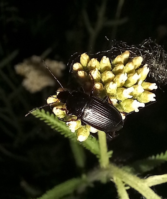 Calathus fuscipes - sokpontos tarfutó
