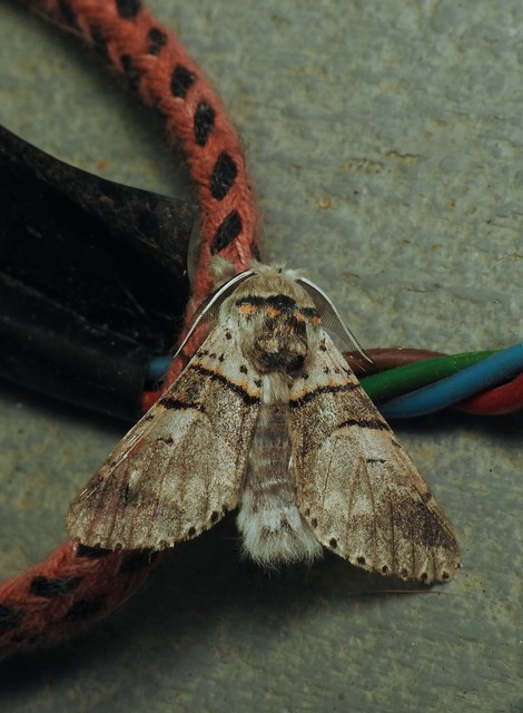 Furcula bifida - kis púposszövő