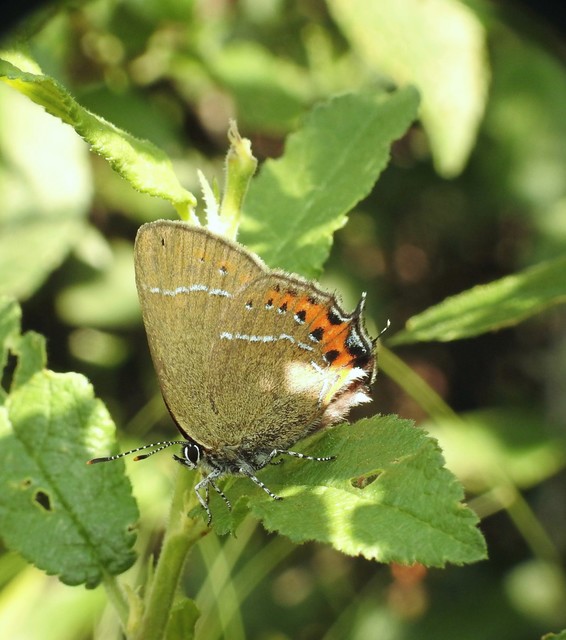 Satyrium pruni - szilvafa-csücsköslepke