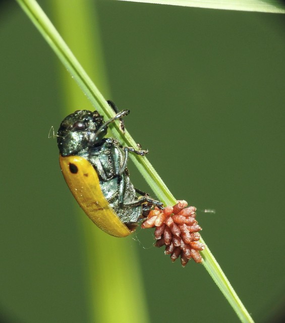 Labidostomis